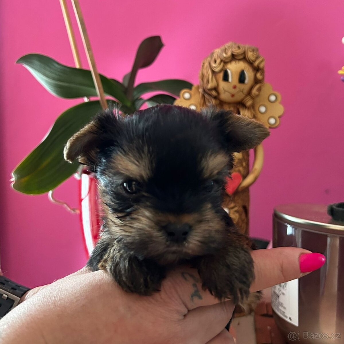 Jorkšířský teriér s PP - 2