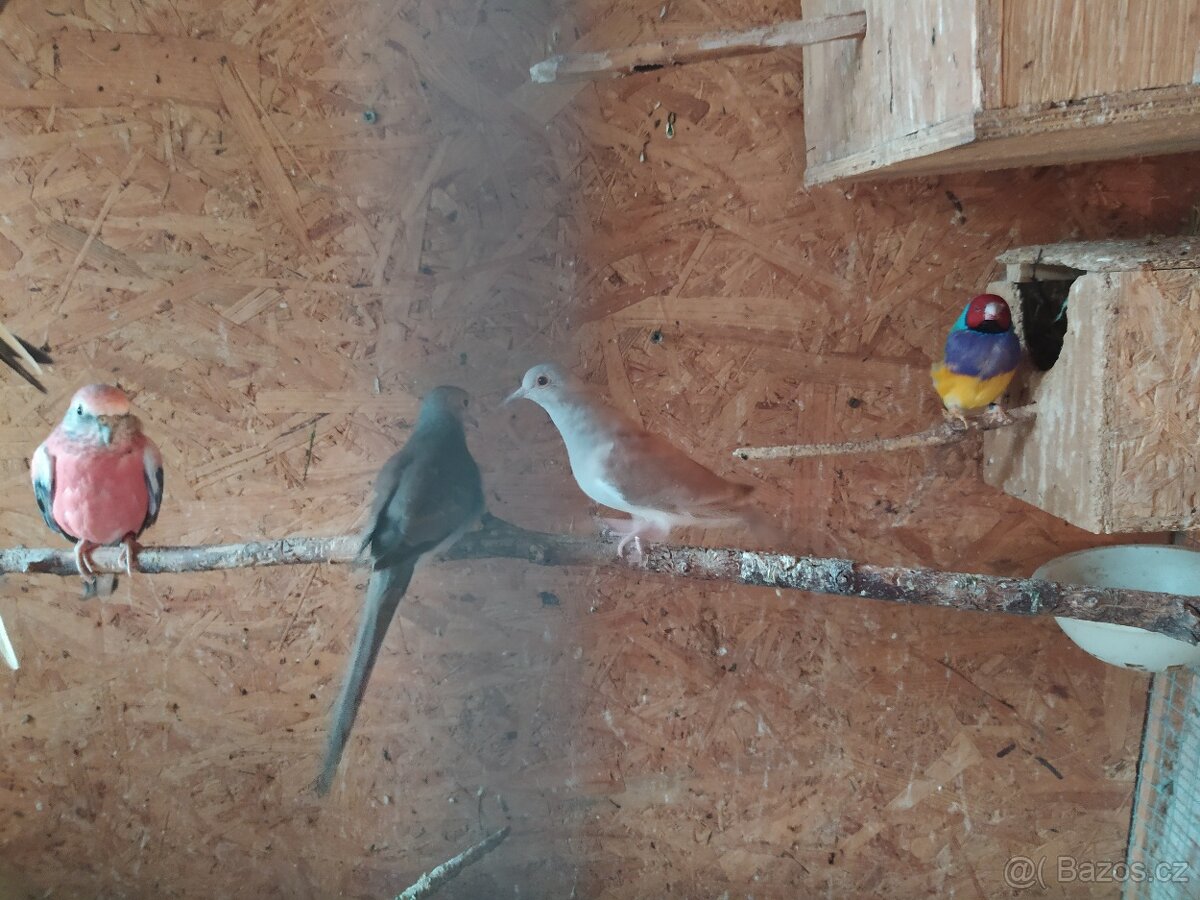 Holoubek diamantový - 2