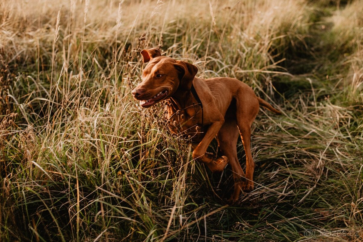 Maďarský ohař - hledáme nový domov - 2