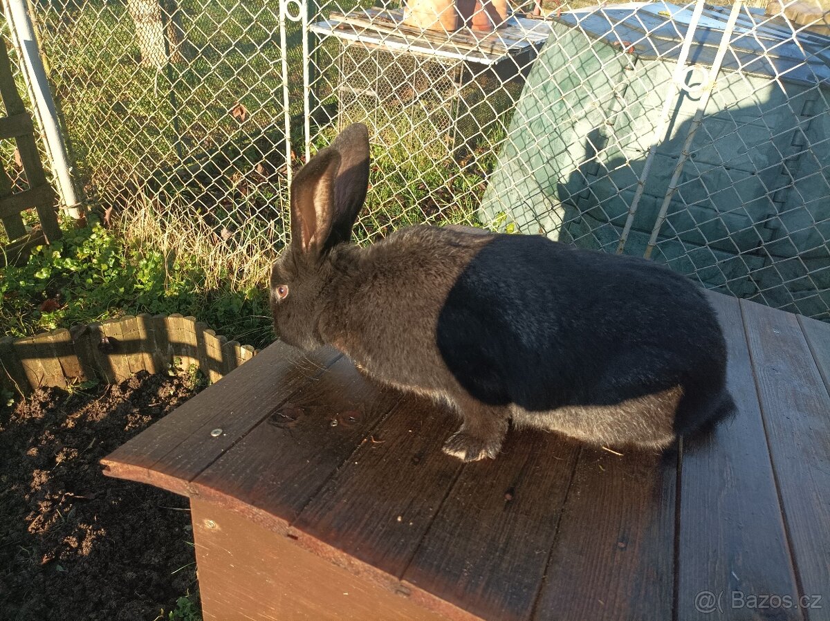 Králík na chov - 2