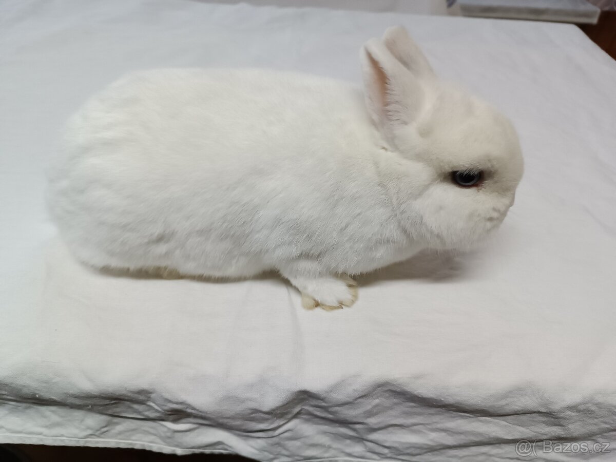 Zakrslý králík - 2