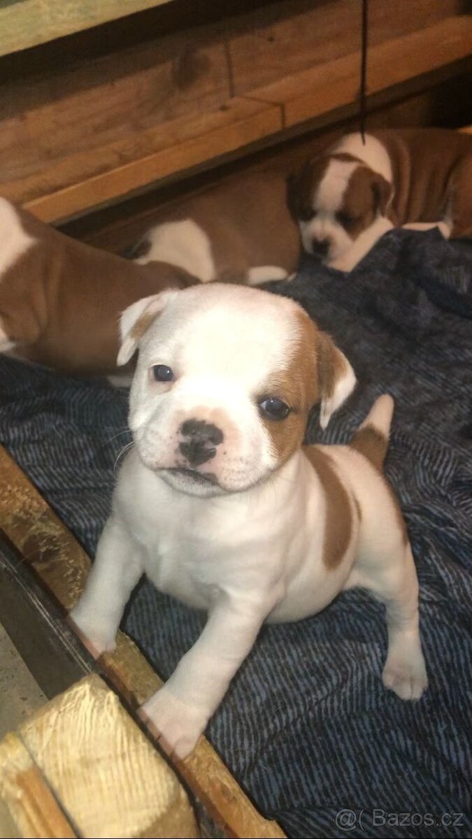 Stafordšírský bulteriér - 2