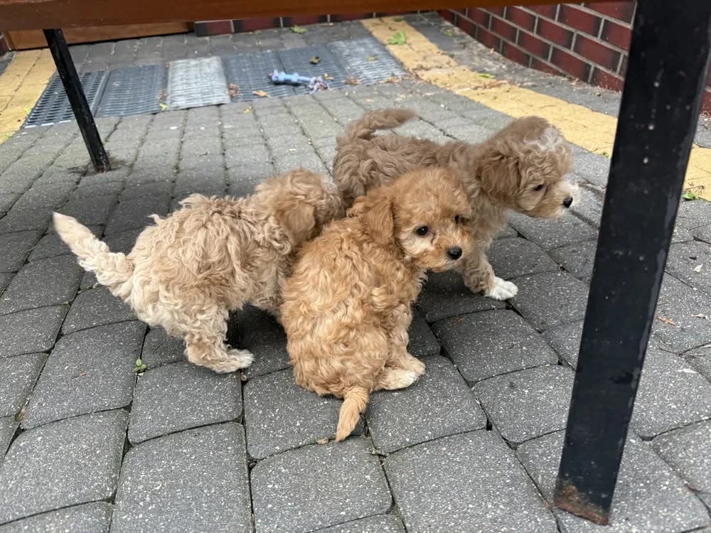 maltipoo , maltipo - 2