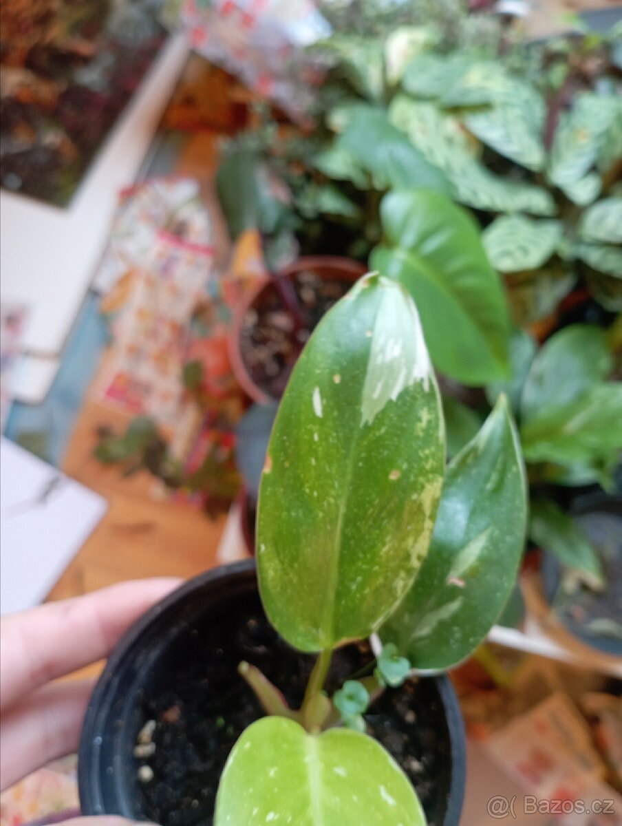 Pokojová rostlina - Philodendron 'White Princess' - 2