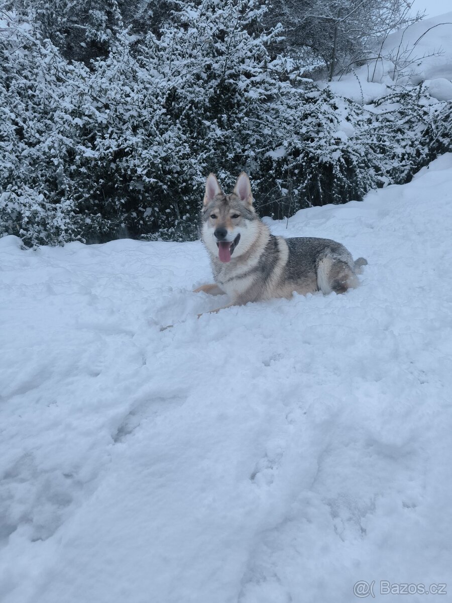 Československý vlčák - 2