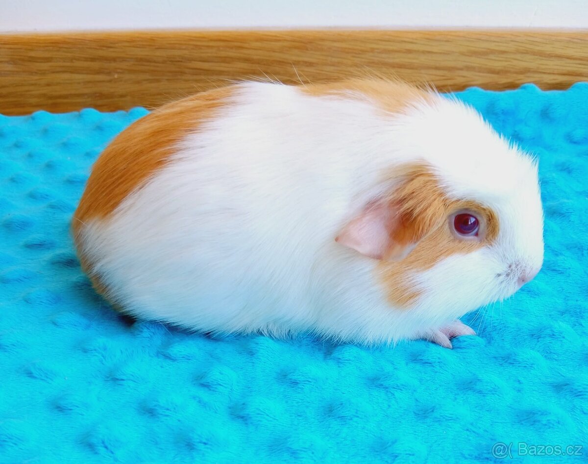 Morče - morčata - malé samičky z reg. CHS - 2