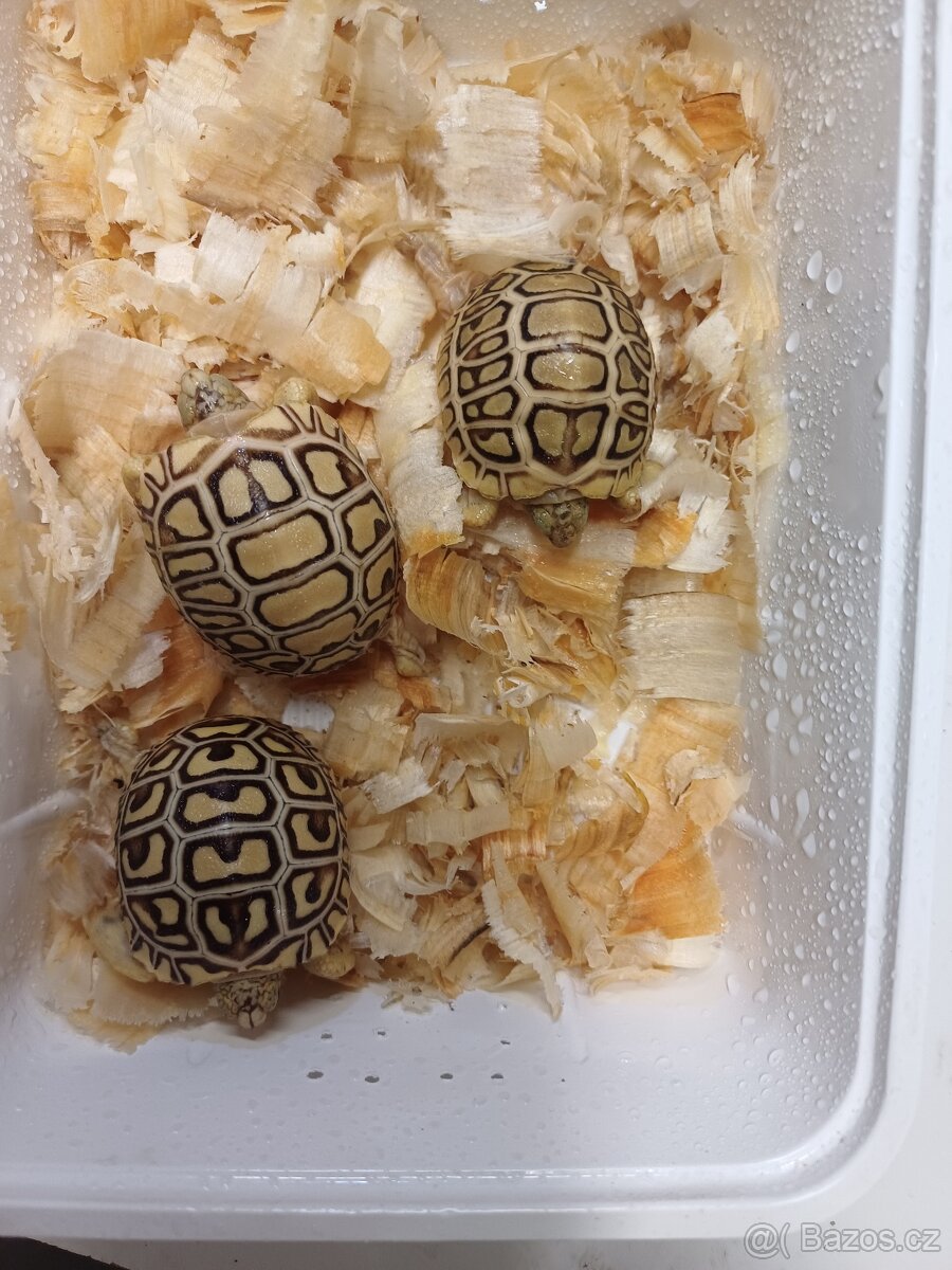 Želva pardálí - 2