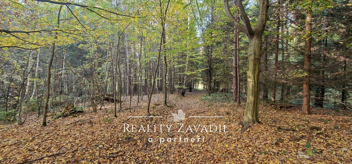 Prodej lesa 25 462 m², Prostřední Bečva, ev.č. 01195 - 2
