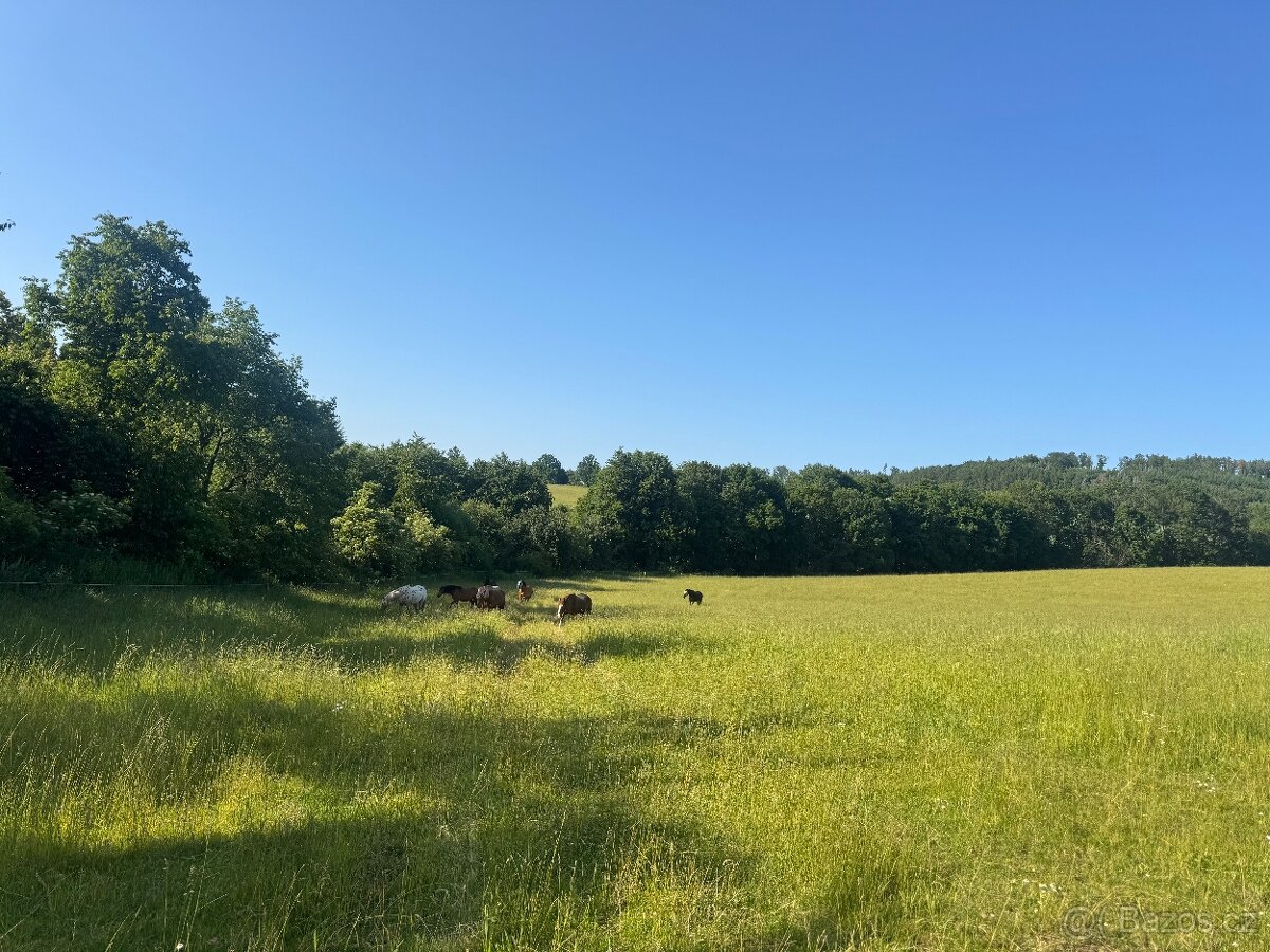 Pastevní ustájení v ráji i pro DUŠNÉ koně PRAHA 35 minut - 2