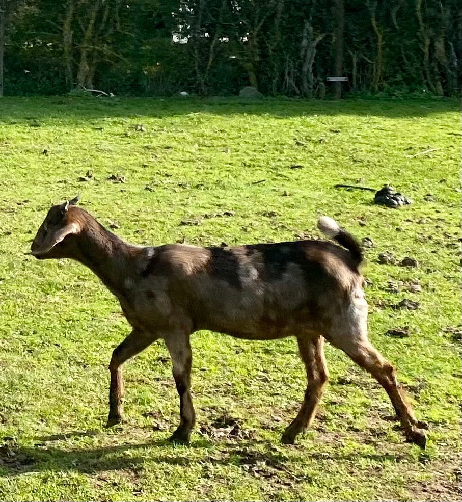 Anglonubijská kozička bez POP - 2
