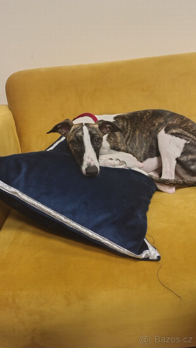 Chart angielski whippet FCI - 2