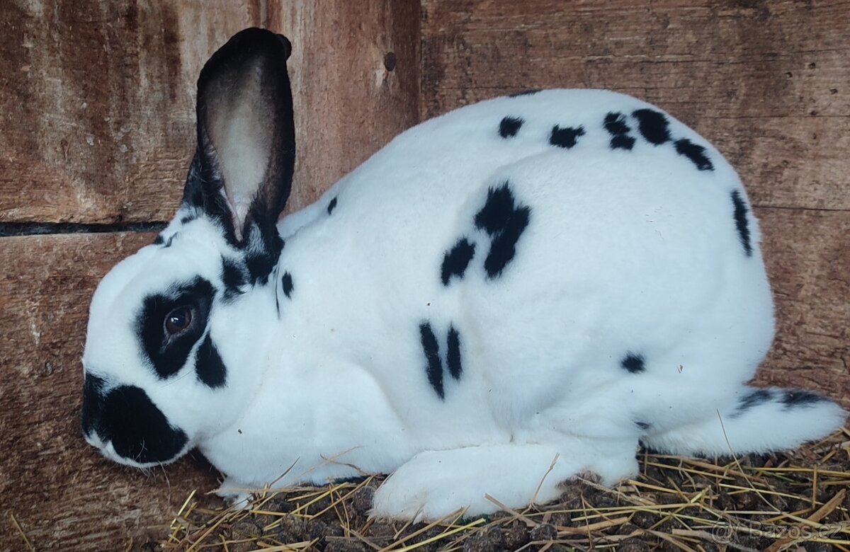 Černý a strakatý rex - 2