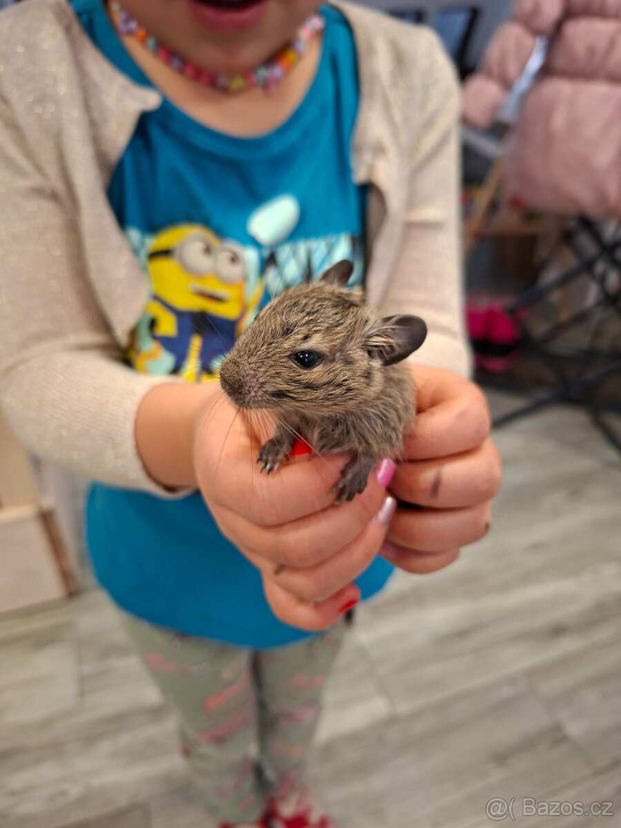 Osmák degu - 2
