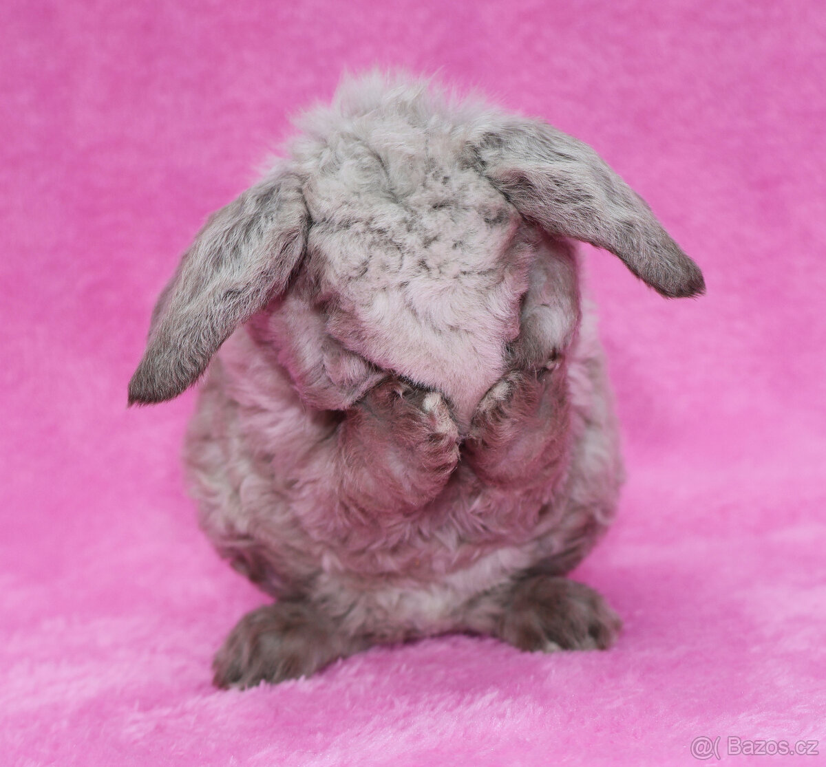 Zakrslý rex beránek s VP . Malinký sameček . - 2