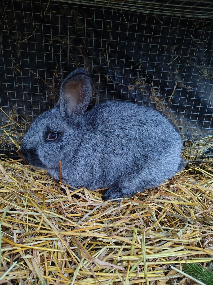 Králík - samice - 2
