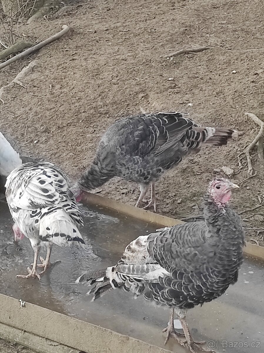 Krůty bronzové - 2