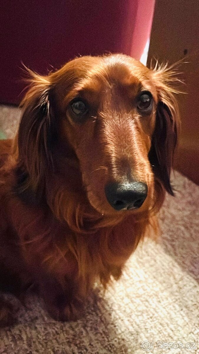 Jezevčík dlouhosrstý červený standard ke krytí - 2