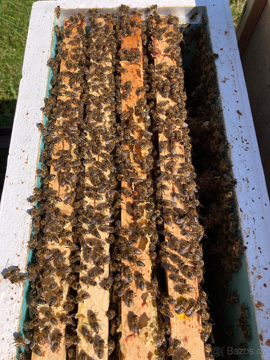 Včelí oddělky 2026 - 2