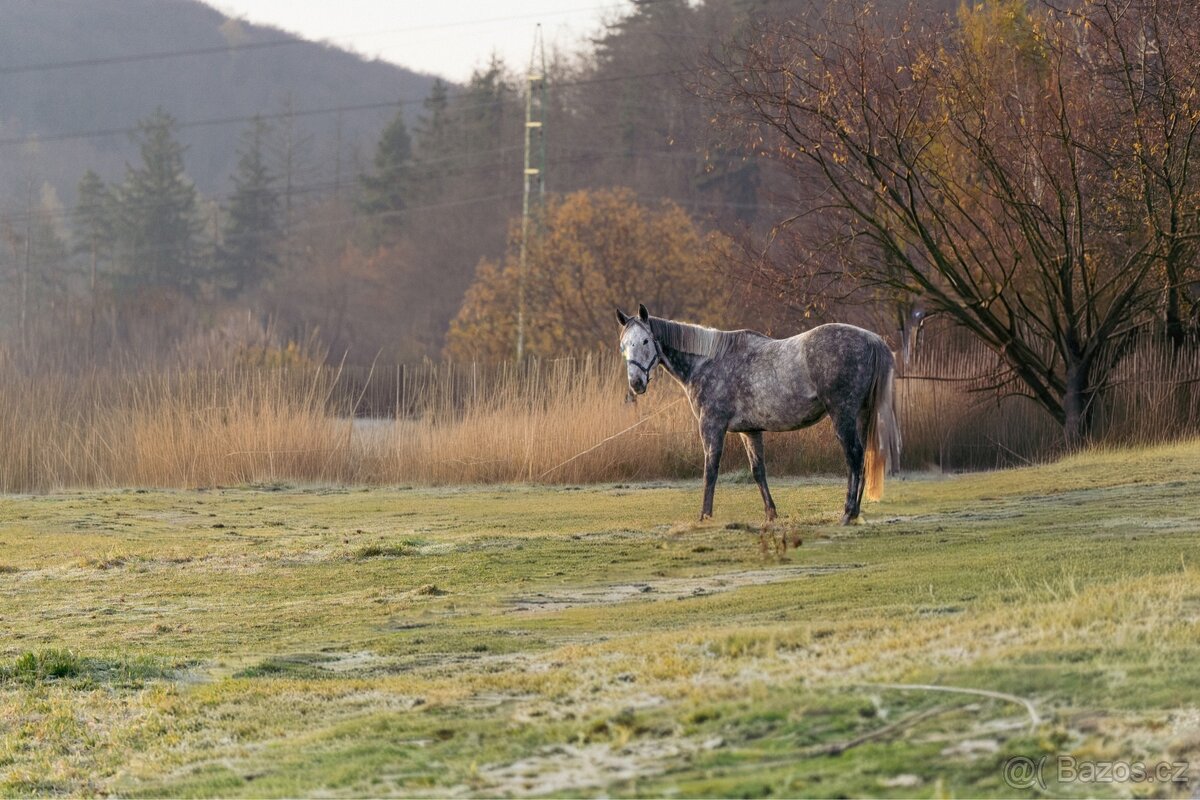 Pronajem úžasné šimličky - 2