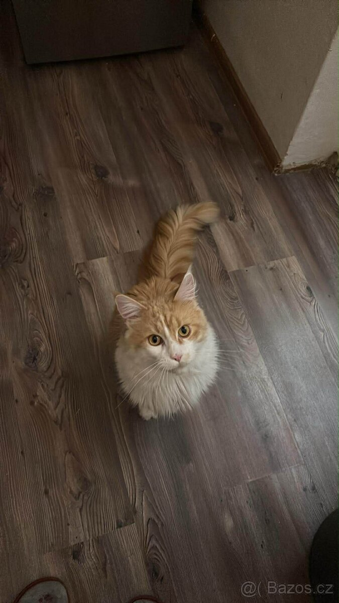 Mainská mývalí - 2