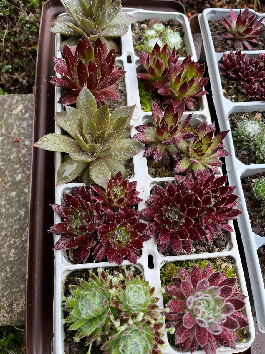 Prodej netřesků - 2