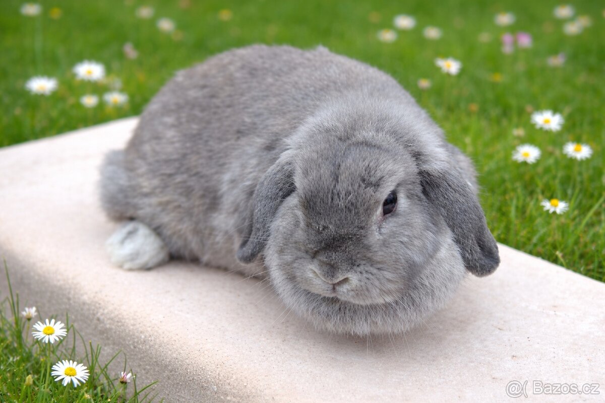 Samička Jolanka - 2