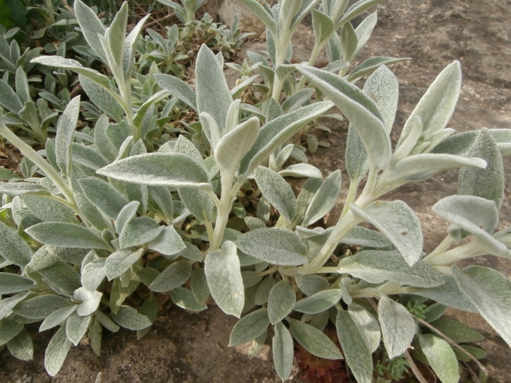 Odolné přebytky ze zahrady - 2