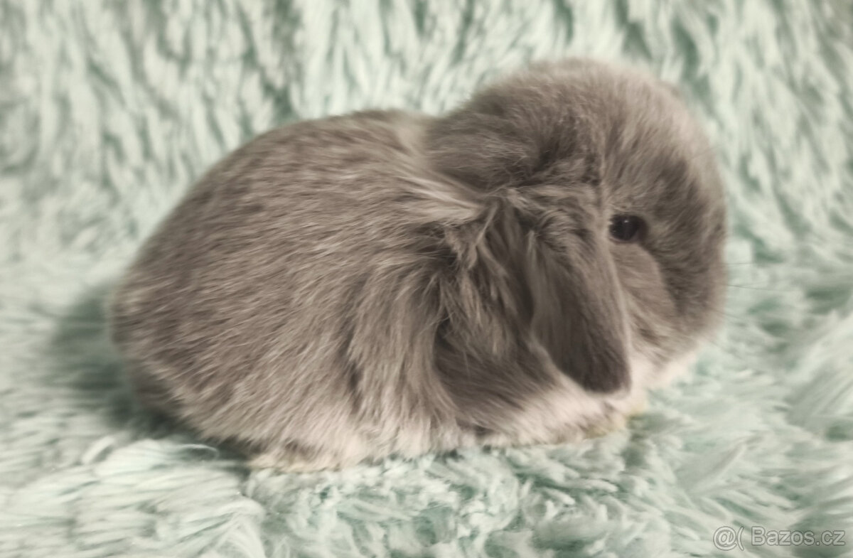 ⭐️ Vánoční ⭐️ Zakrslý beránek 🍀 U4 🍀 - 2