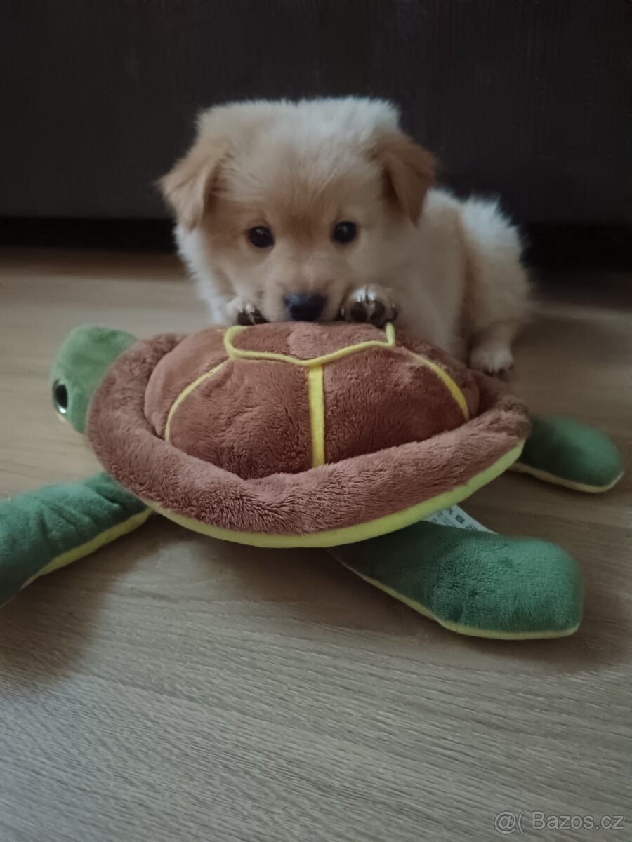 Čivava x pomerian - 2