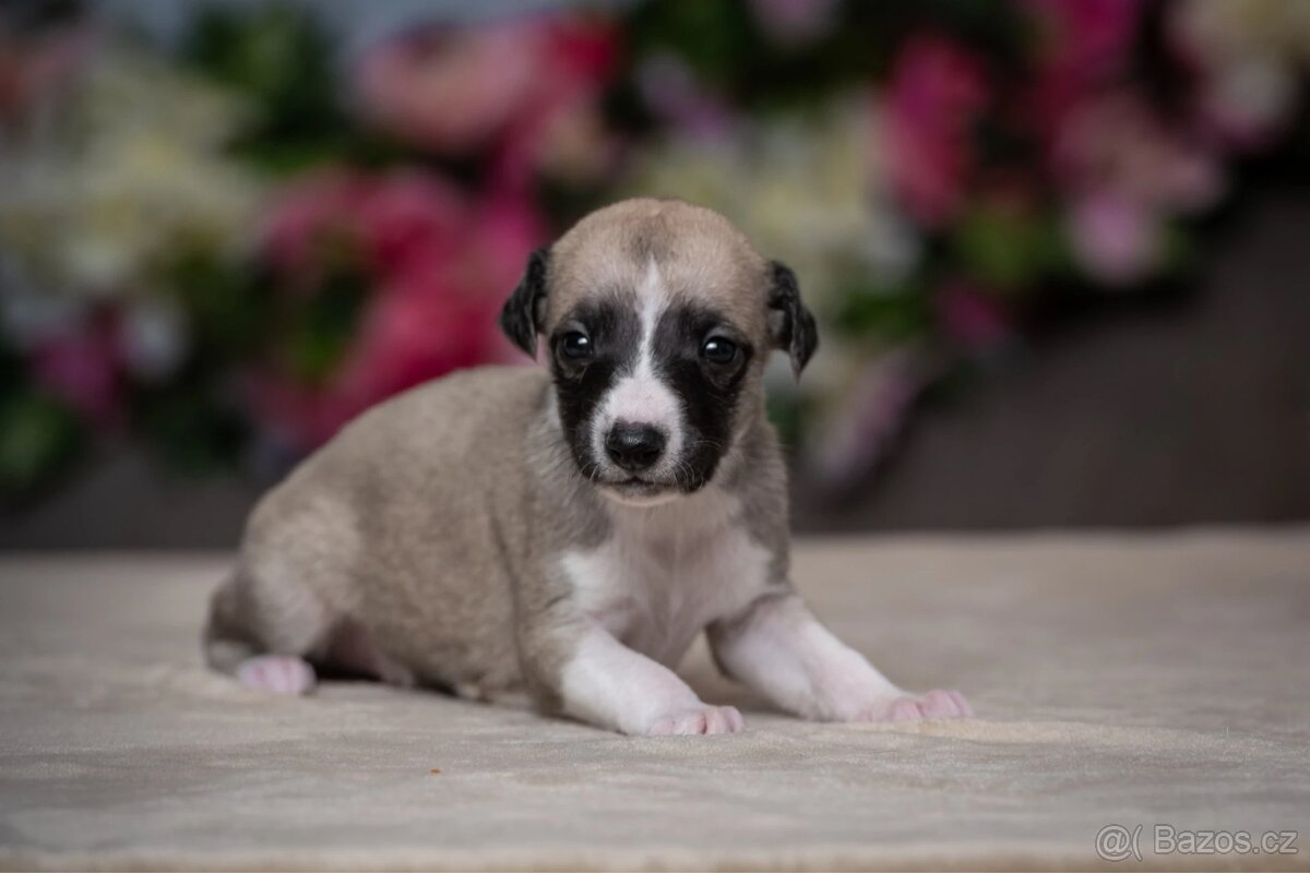 Whippet – vrh T ZARYA - 2