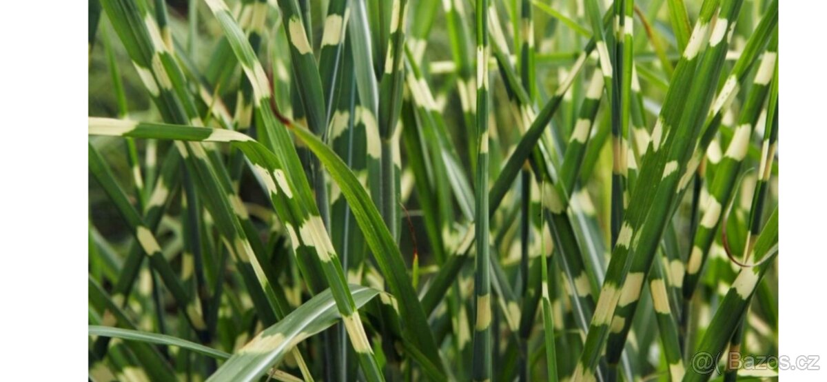 Ozdobnice čínská 'Strictus'- Miscanthus sinensis 'Strictu - 2