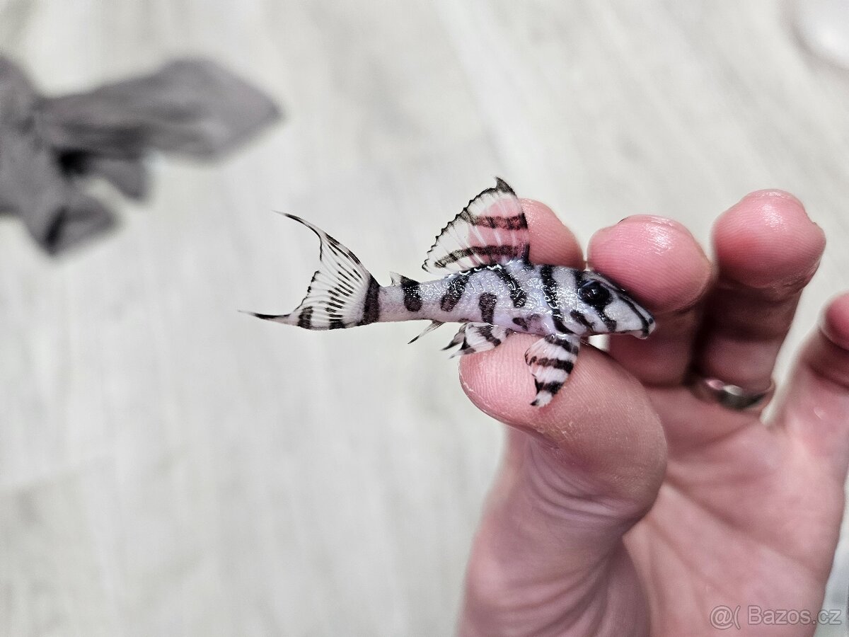 L 236 Super White - odchov - 2