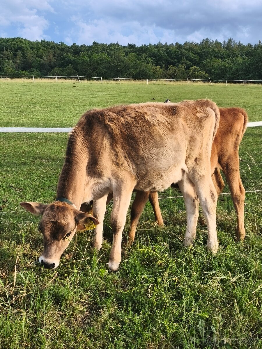Prodám jalovici BROWN SWISS - 2