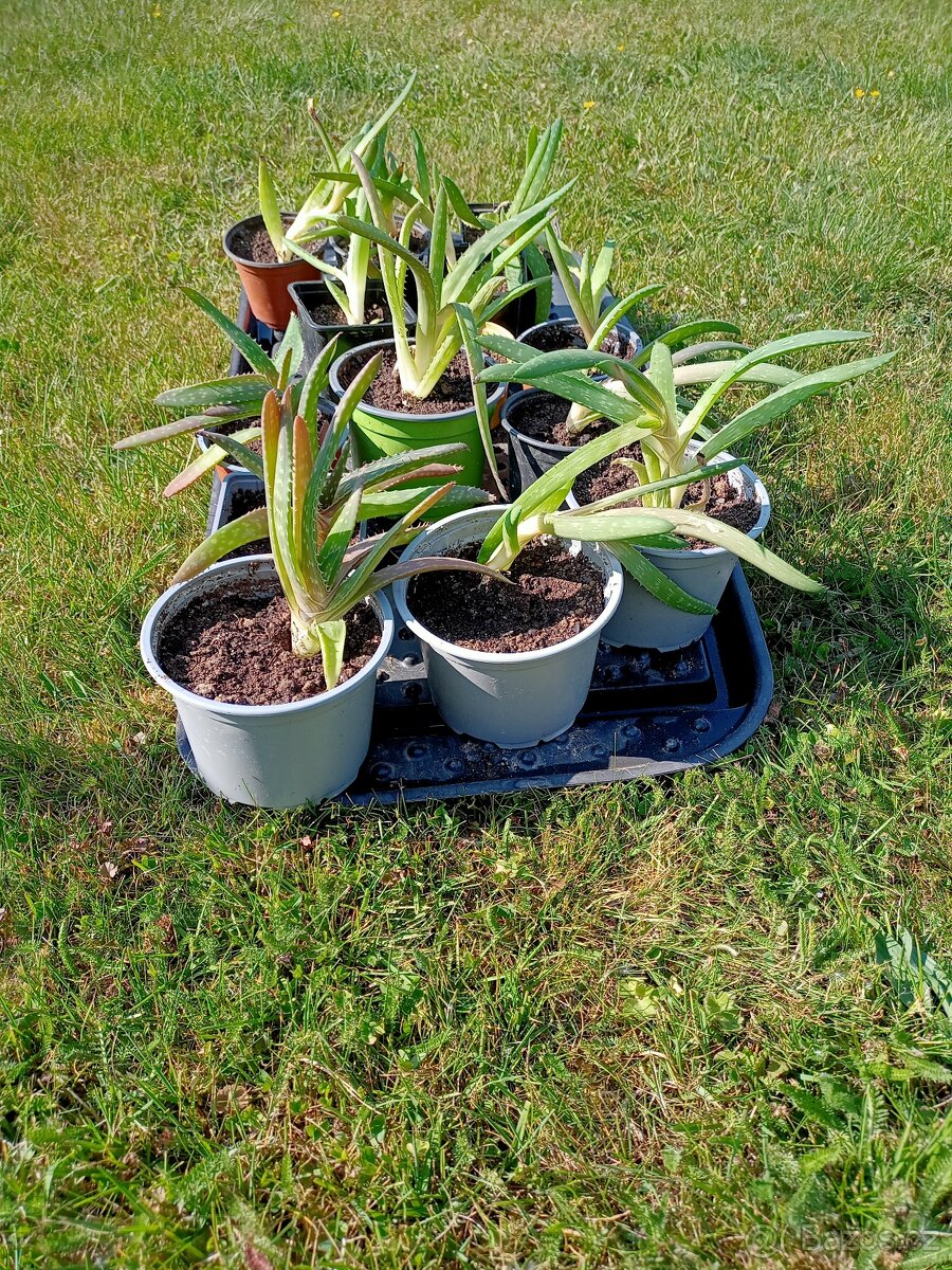 Aloe vera - sazenice - 2