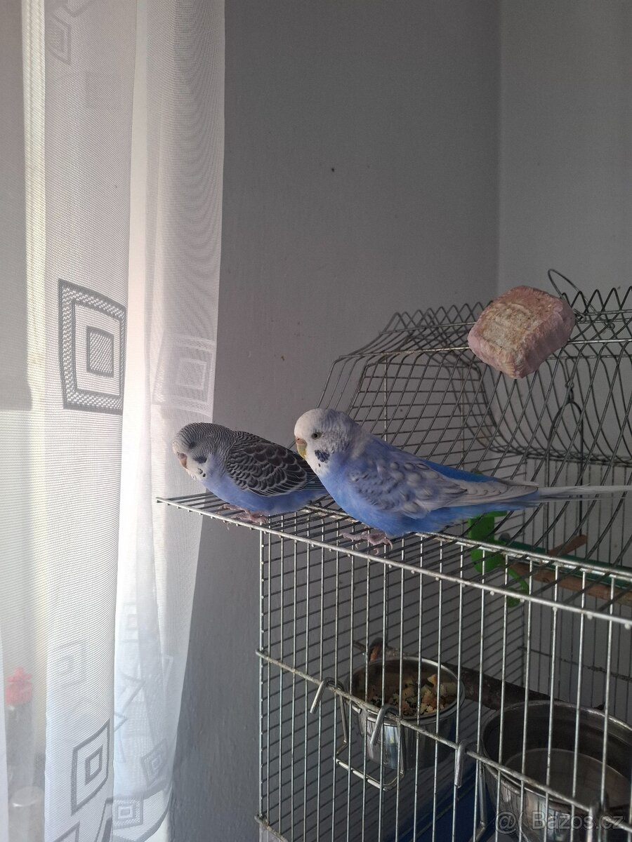 Nabízím dvě andulky do dobrých rukou+klec - 2