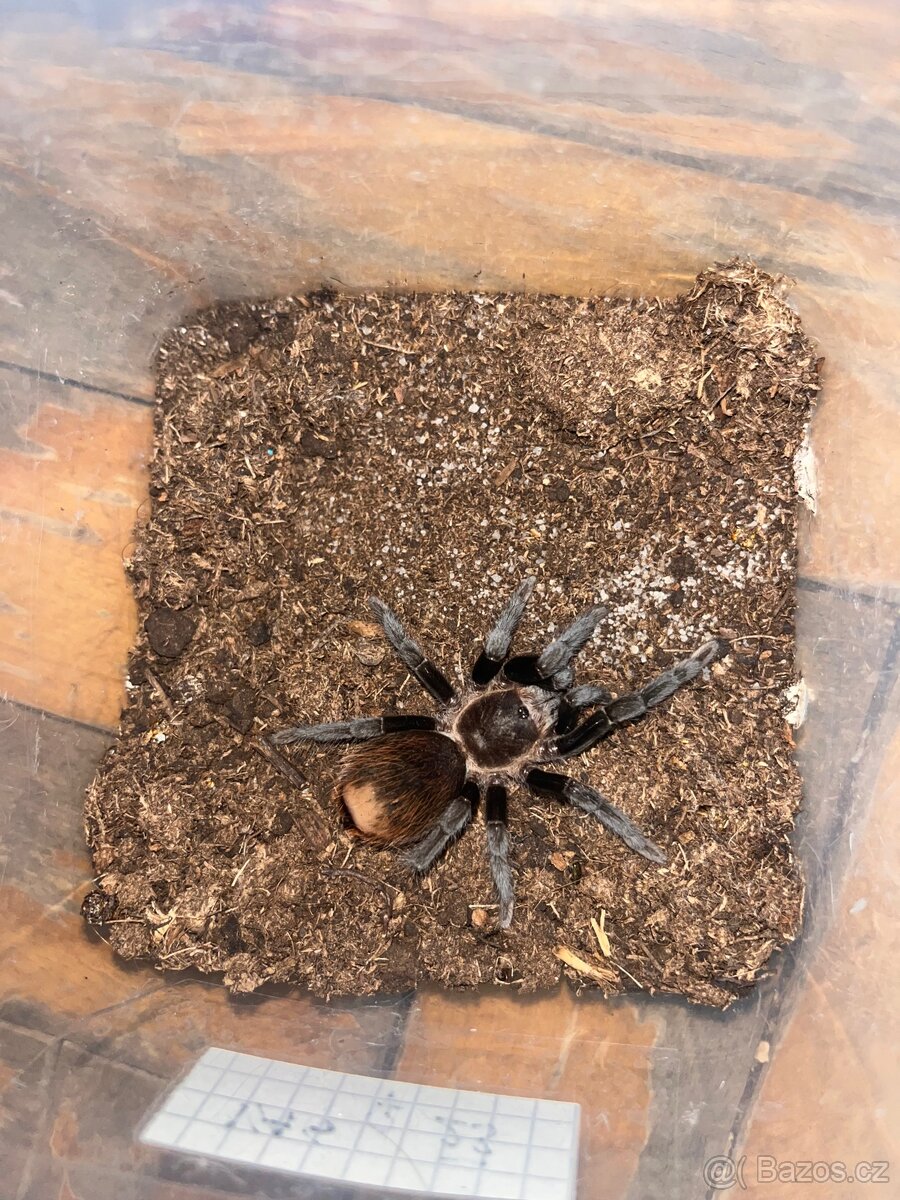 Tliltocatl Vagans - 2