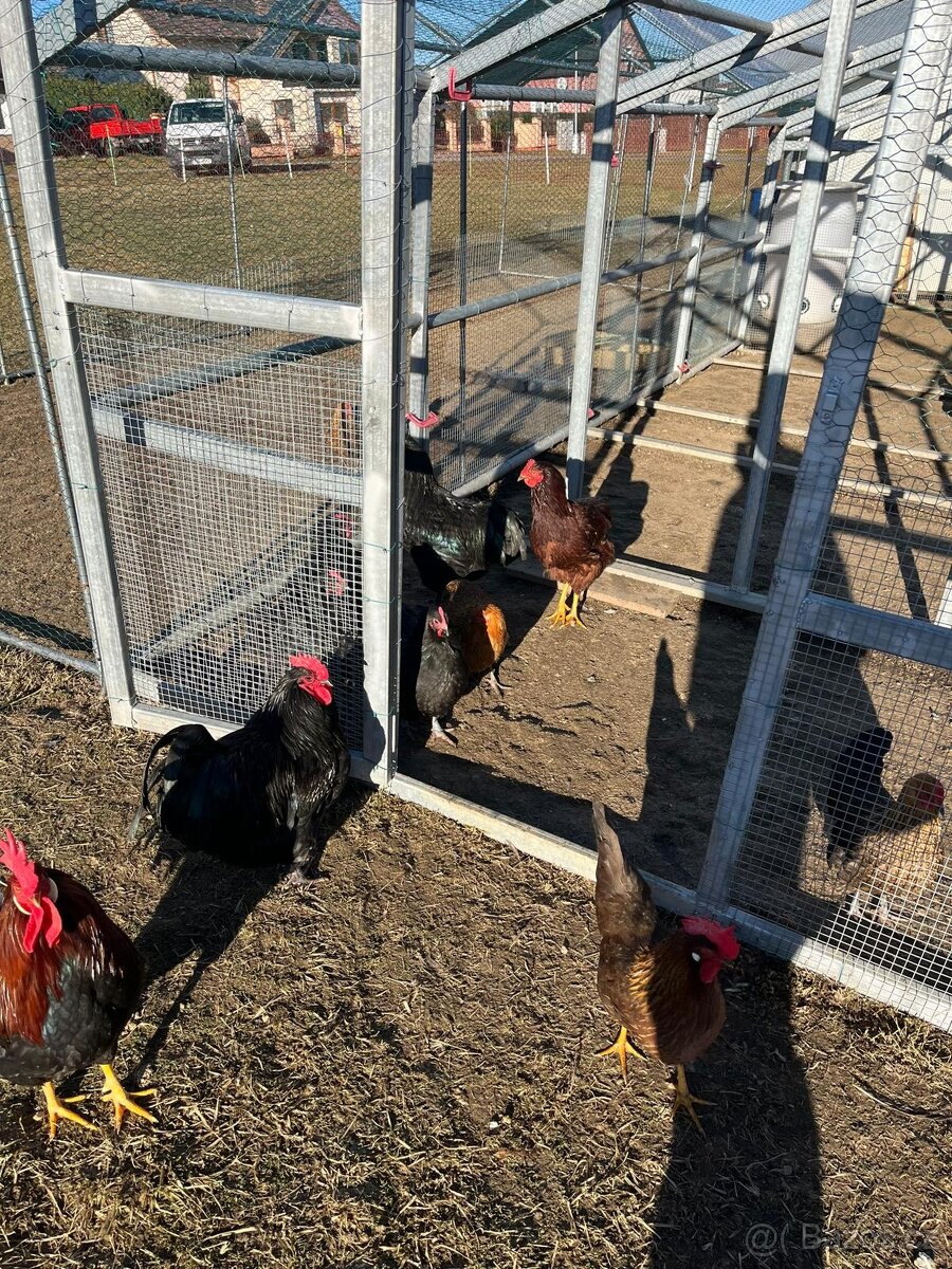 Do 1.4 2026 vejce nejsou. - 2