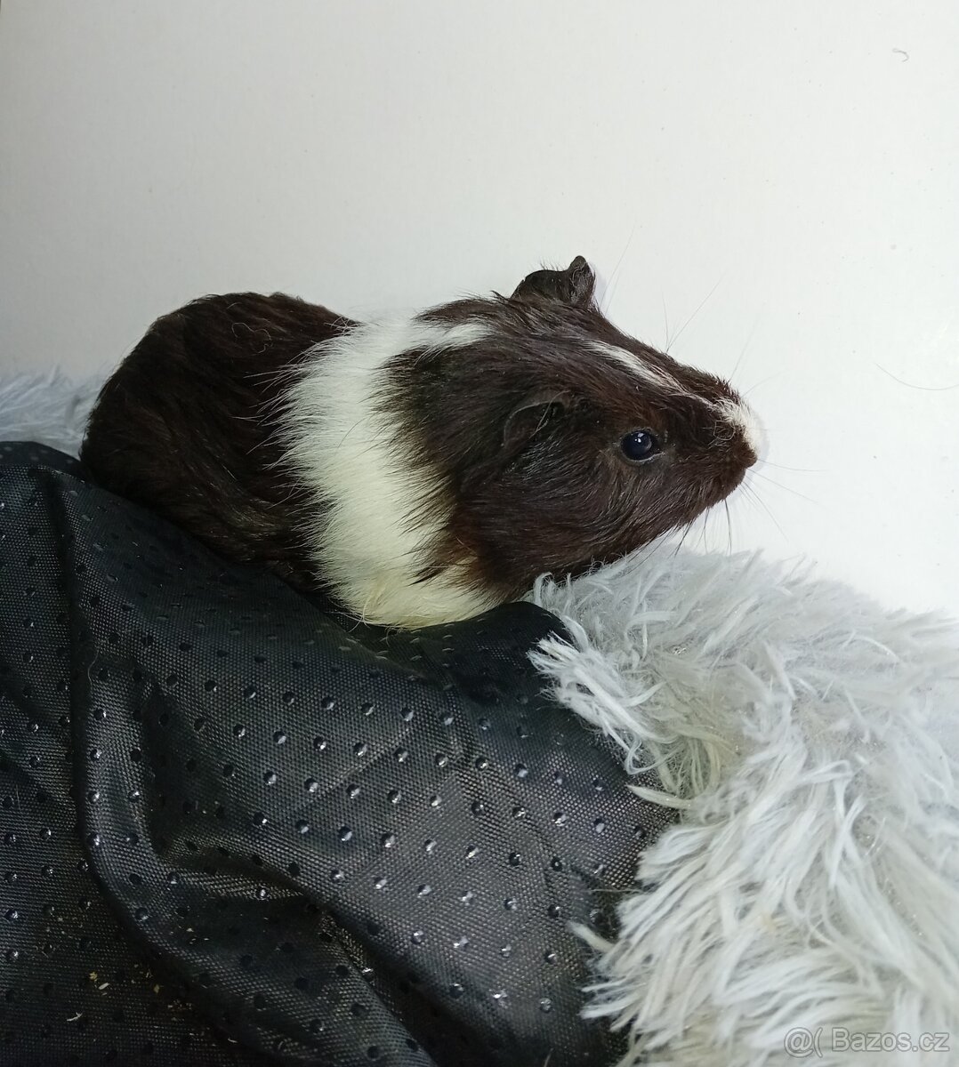 Morčátka- Samečkove - 2