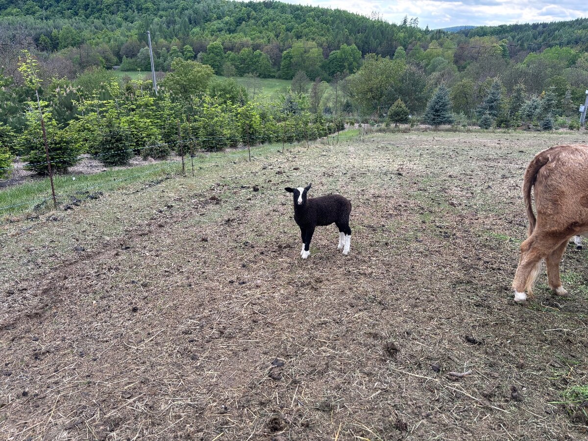Zwarltbles - 2