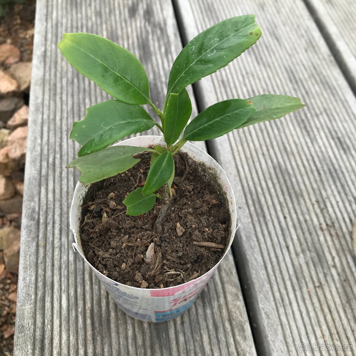 Sazenice - bobkovišeň Caucasica, hortenzie latnatá - 2