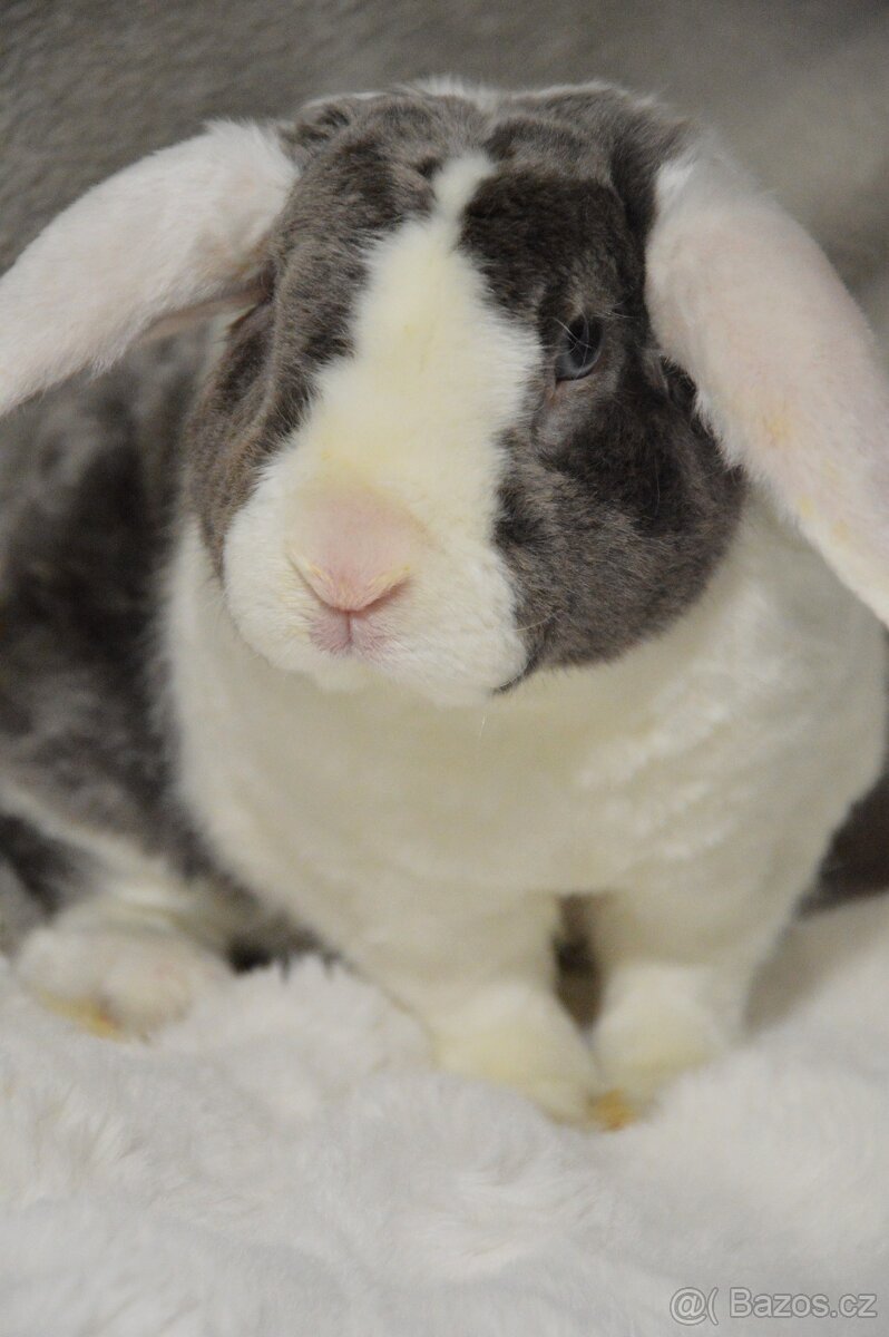 Zakrslý beránek satén rex - 2