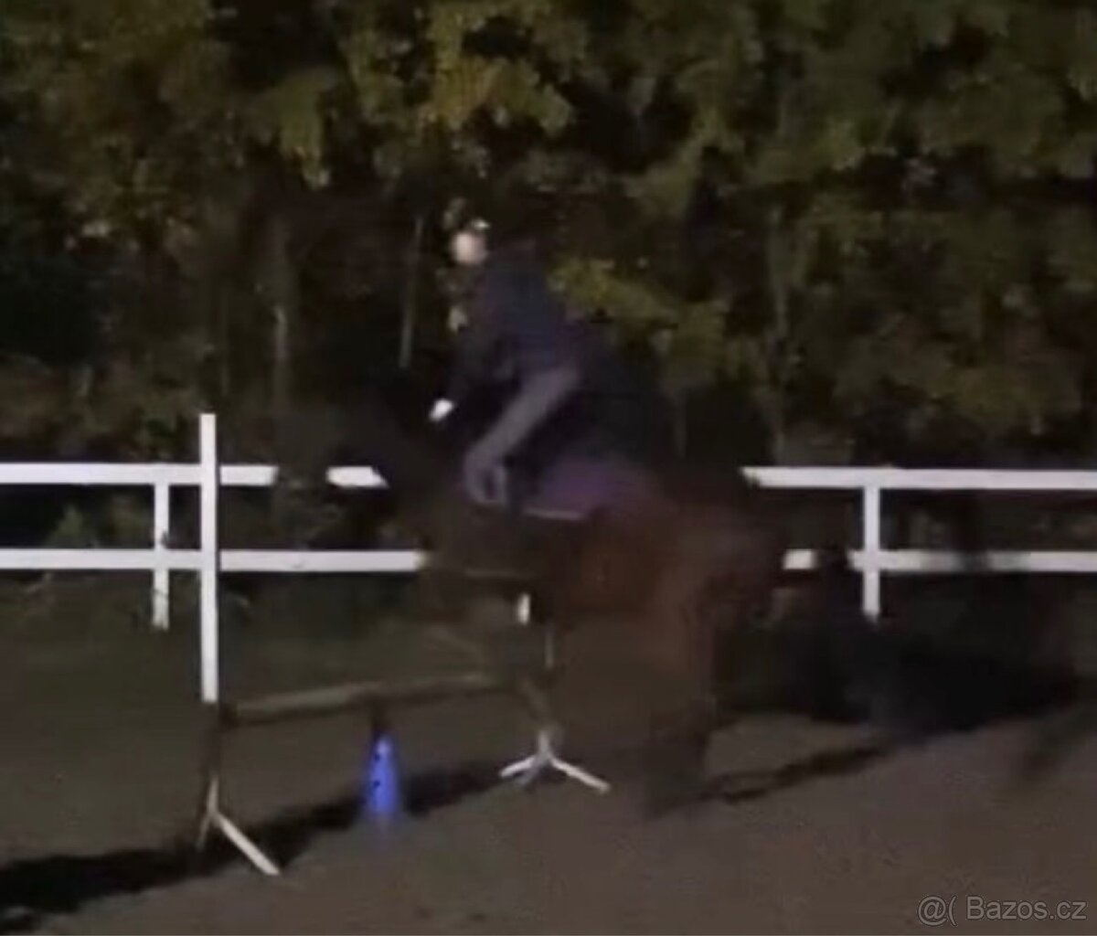 Scháním pronájem koně - 2