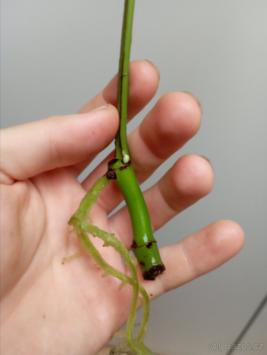 Raphidophora tetrasoerma - Monstera minima - řízek - 2
