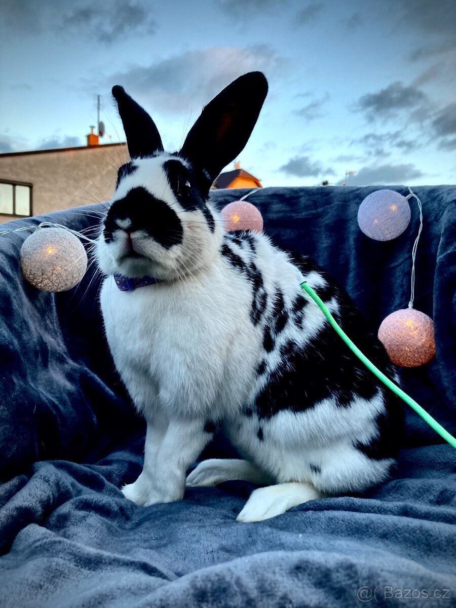 Zakrslý králík s pp - Lora - 2