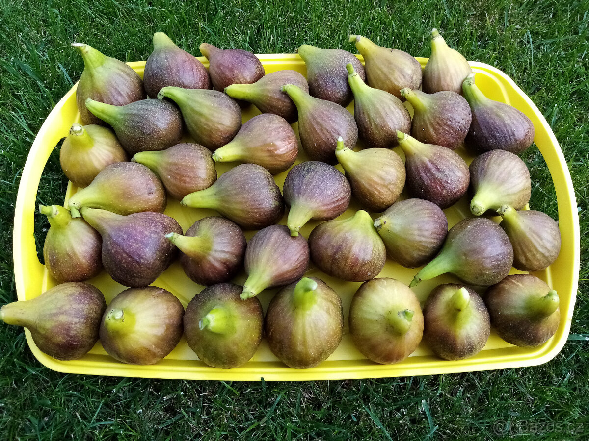 Zahradnické služby - 2