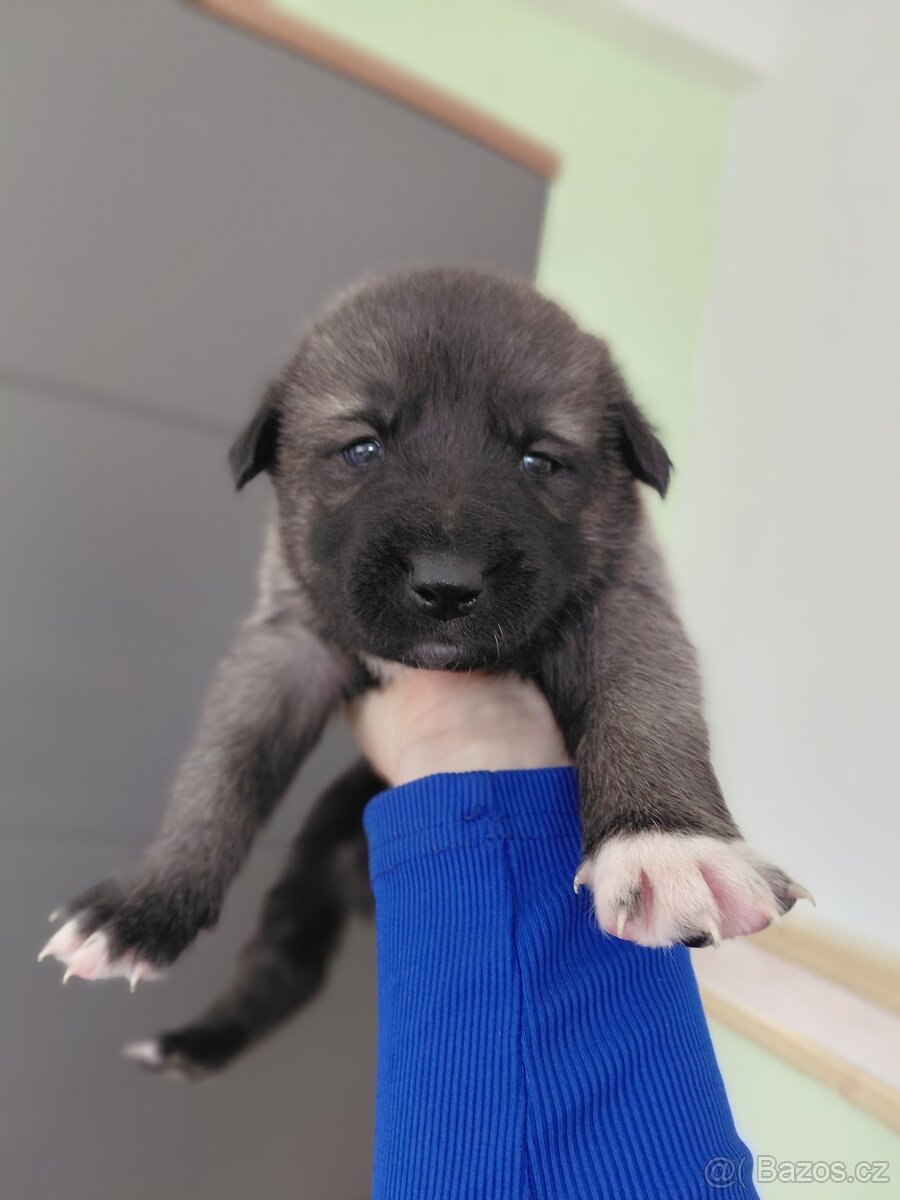 Prodám krásná štěňata - 2