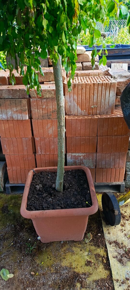 Porotherm 44 P+D půlky - 2