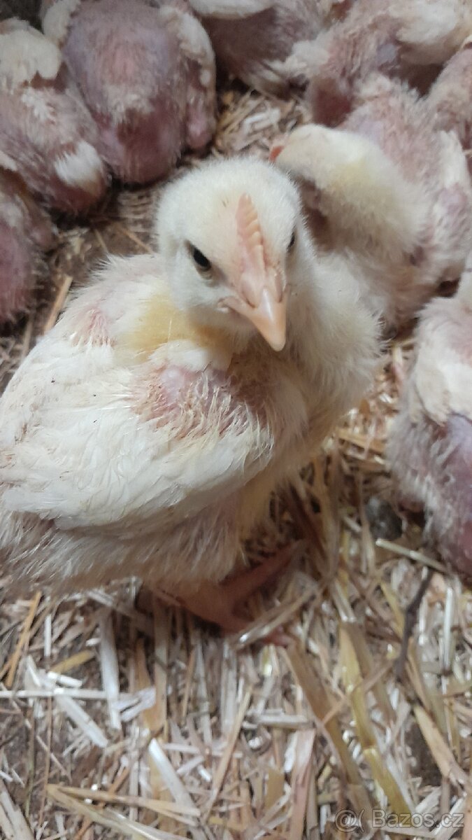 Rozkrmená brojlerová kuřata - 2