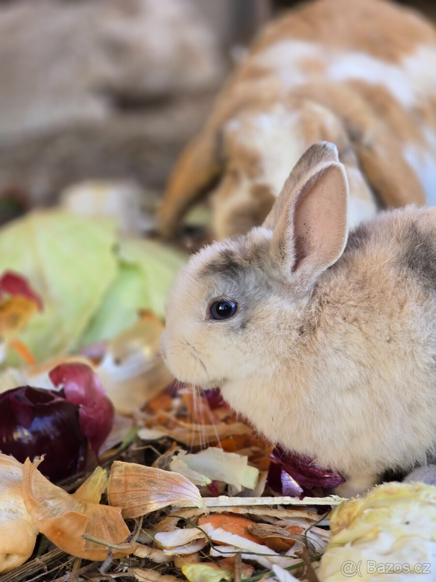 Zakrslí králíčci - mláďátka - 2