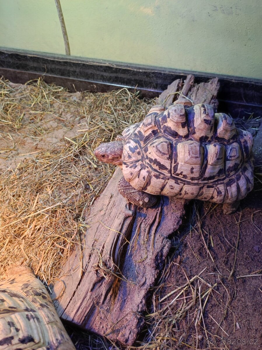 Želva pardálí - dospělý samec - 2